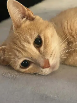 Triscuit