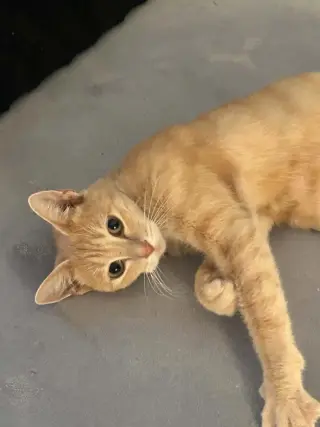Triscuit