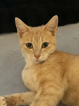 Triscuit