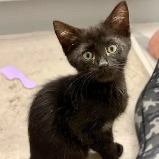 Yoda (Ham)