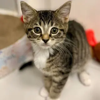 Leia (Toast)