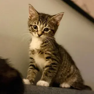 Leia (Toast)