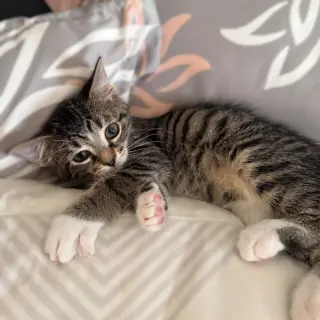 Leia (Toast)