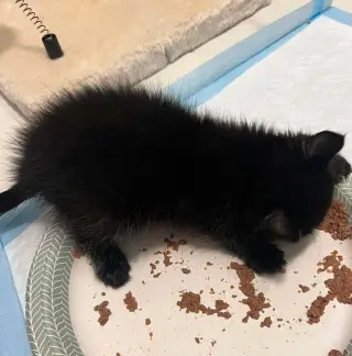 Hot Pavement (Bear)