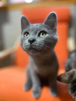 Higgins