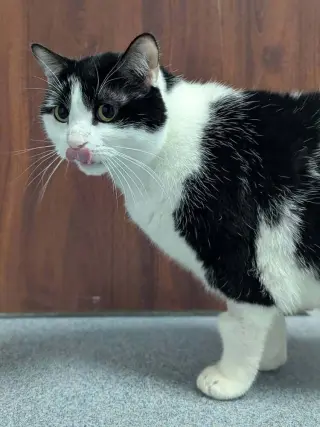 Tasha