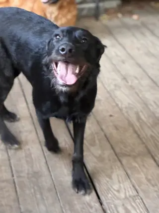 Millie