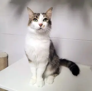 Penelope #fabulously-fluffy