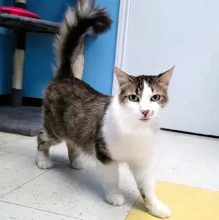 Penelope #fabulously-fluffy
