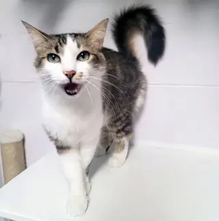 Penelope #fabulously-fluffy