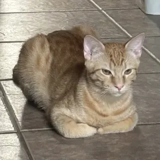Cheetoh #brother-of-Charlee