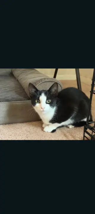 Katana
