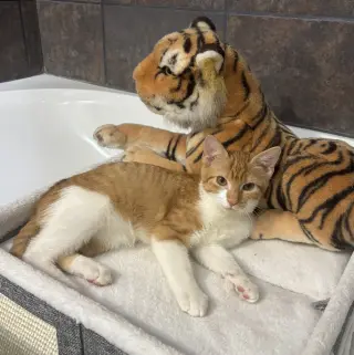 Charlee #sister-of-Cheetoh