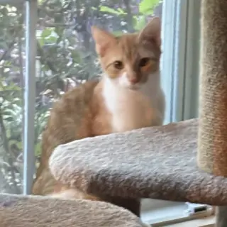 Charlee #sister-of-Cheetoh