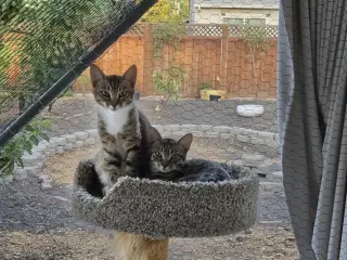 Gray Paw & White Paw (Courtesy Post)