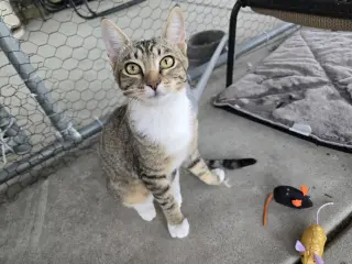 Gray Paw & White Paw (Courtesy Post)