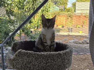 Gray Paw & White Paw (Courtesy Post)