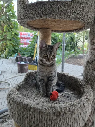 Gray Paw & White Paw (Courtesy Post)