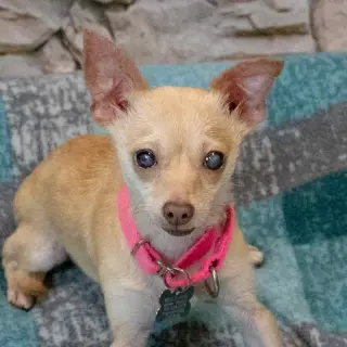 Milly