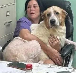Mikey- Giant lap dog
