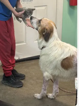 Mikey- Giant lap dog