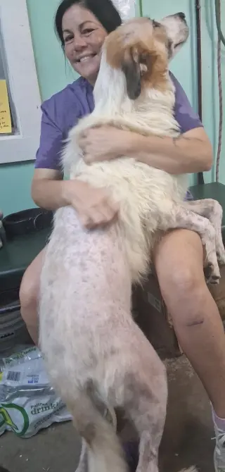 Mikey- Giant lap dog