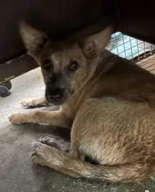 Hotshot- our little fox