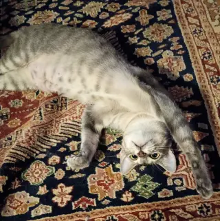 Luna #begs-for-kisses