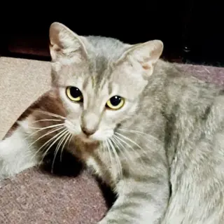 Luna #begs-for-kisses