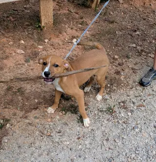 Cooper