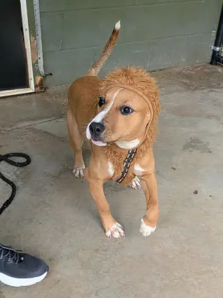 Cooper