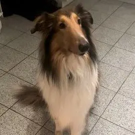 Rufus