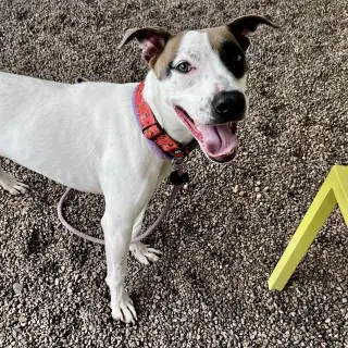 Annabelle (Courtesy post)