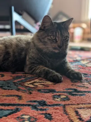 Izzy (Courtesy Post)