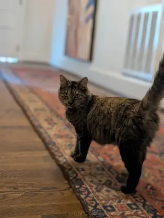 Izzy (Courtesy Post)