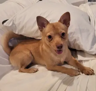 JJ