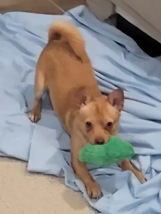 JJ