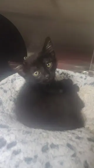 Coal