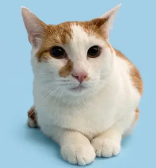 NACHO