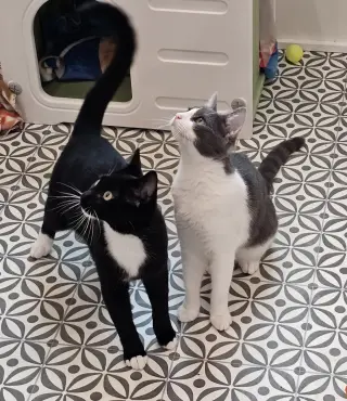 Felix & Bindy