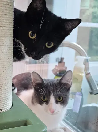 Felix & Bindy