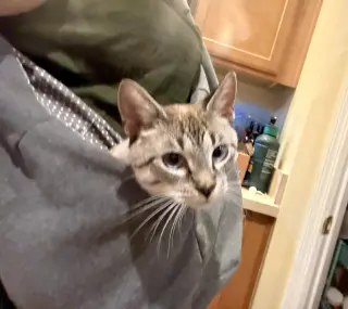 Flynn