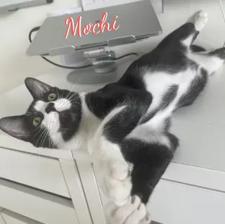 Mochi #gotta-have-fun