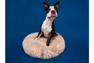 Bark Twain