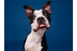 Bark Twain