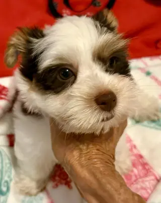 Purebred Yorkie boy pup BIRO ONE