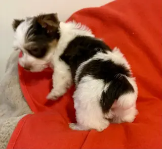 Purebred Yorkie boy pup BIRO ONE