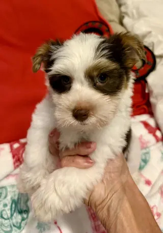 Purebred Yorkie boy pup BIRO ONE