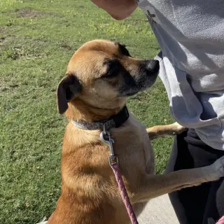 GiGi