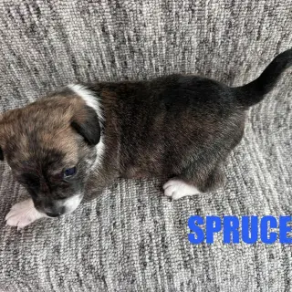 Spruce